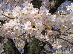 椿の花のプリザーブドフラワー♪