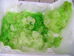 ���ե��������ʥ��꡼���