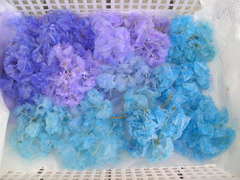 ���ե��������ʥ֥롼���ѡ��ץ�