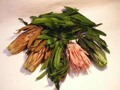 プロティアとリュウカデンドロン乾燥後