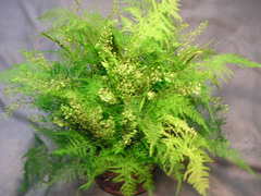 ���꡼�󥢥�󥸢�