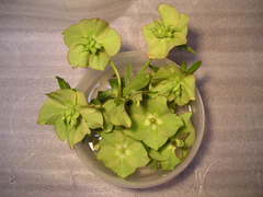 ���ꥹ�ޥ�����������