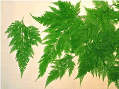 ダバリアファーン