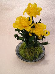 菊