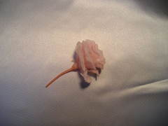 ¥È¥ë¥³¥¥¥ç¥¦