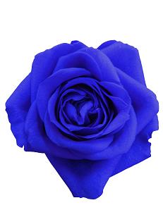�ץꥶ���֥ɥե�:�Х顦����������� (�������֥롼)