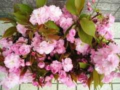 八重桜の生花